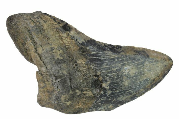 Bargain, Fossil Megalodon Tooth - South Carolina #133132